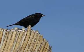 Yellow-winged Blackbird