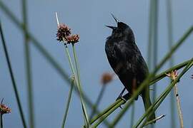 Yellow-winged Blackbird