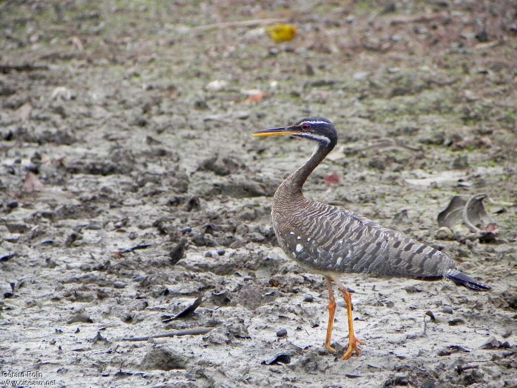 Caurale soleiladulte, identification