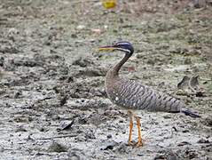 Sunbittern