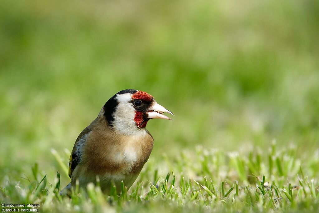 European Goldfinch