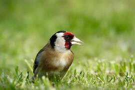 European Goldfinch