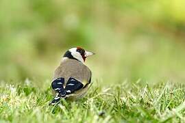 European Goldfinch