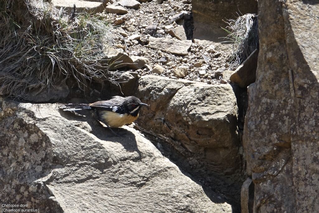 Drakensberg Rockjumper male