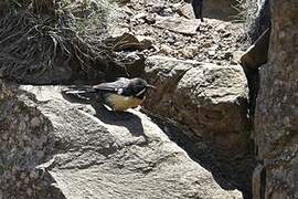 Drakensberg Rockjumper