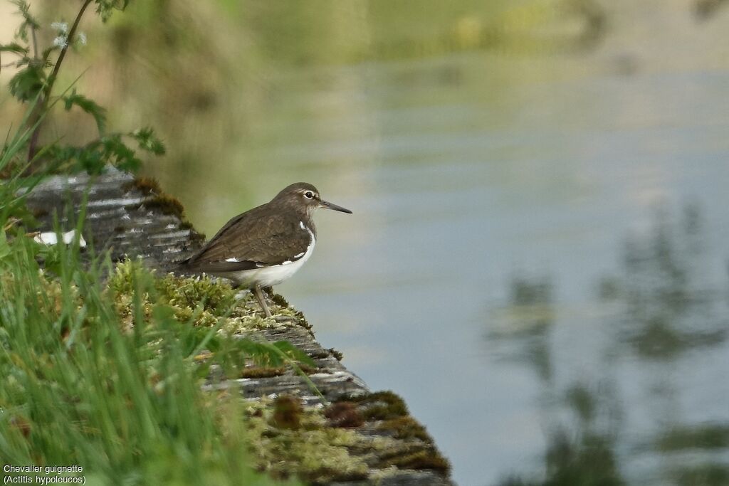 Common Sandpiper