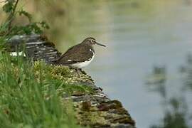 Common Sandpiper