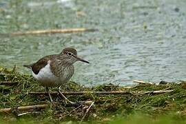 Common Sandpiper