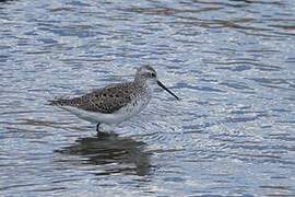 Marsh Sandpiper