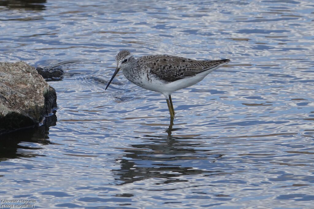 Marsh Sandpiper