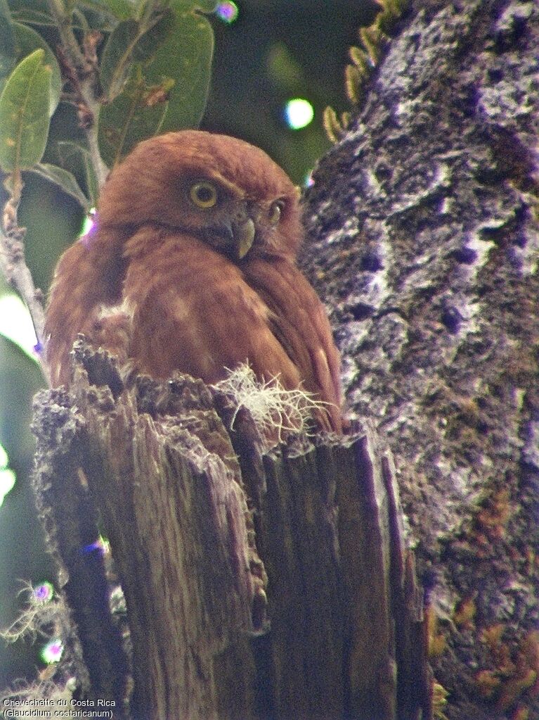 Chevêchette du Costa Rica