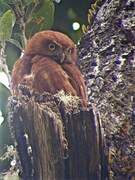 Costa Rican Pygmy Owl