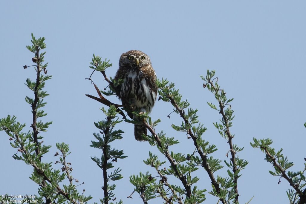 Pearl-spotted Owlet