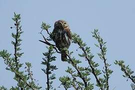 Pearl-spotted Owlet