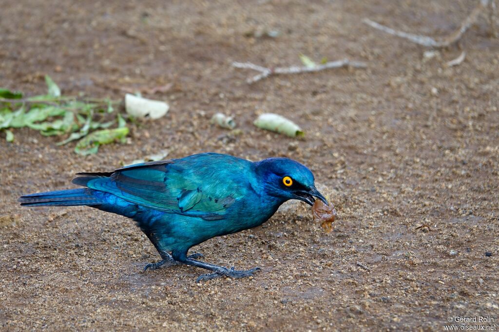 Choucador à oreillons bleus