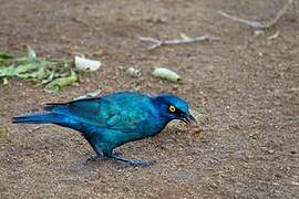 Greater Blue-eared Starling