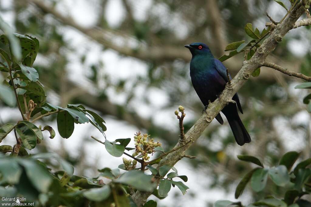 Black-bellied Starlingadult, habitat, pigmentation