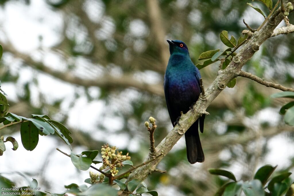 Black-bellied Starling