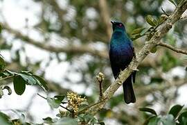 Black-bellied Starling