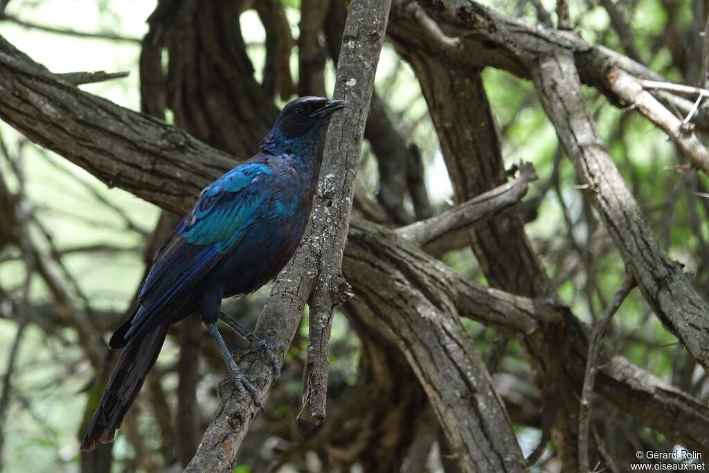 Burchell's Starling