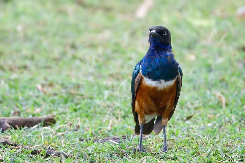 Superb Starling