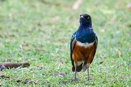 Superb Starling