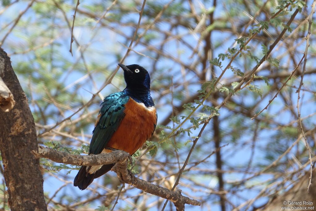 Superb Starling