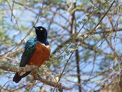 Superb Starling