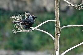 Western Jackdaw