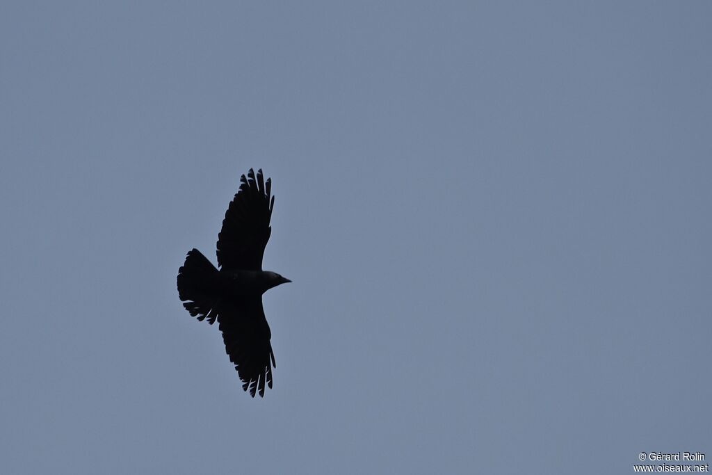 Western Jackdaw