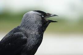 Western Jackdaw