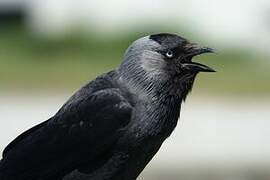 Western Jackdaw