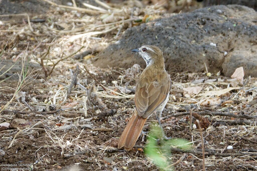 Spotted Palm Thrush