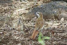 Spotted Palm Thrush