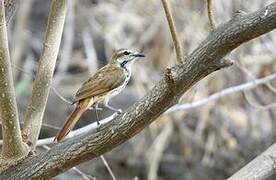 Spotted Palm Thrush