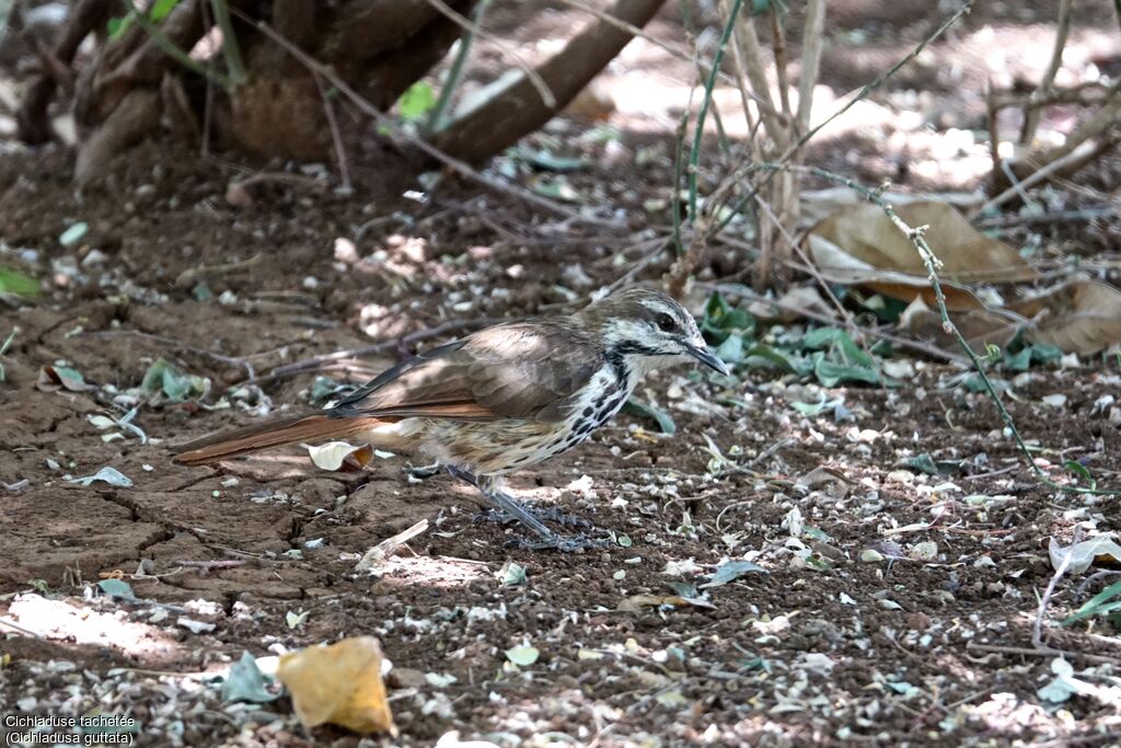 Spotted Palm Thrush