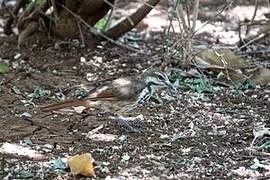 Spotted Palm Thrush