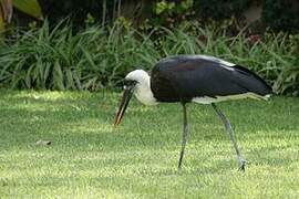 Cigogne à pattes noires