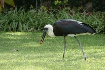 Cigogne à pattes noires