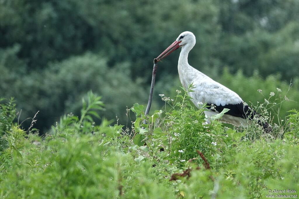 Cigogne blanche