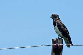 Black-chested Snake Eagle