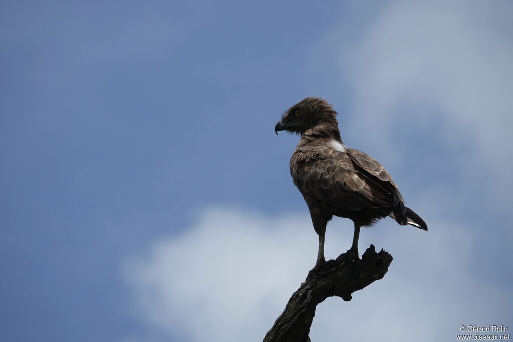 Brown Snake Eagle