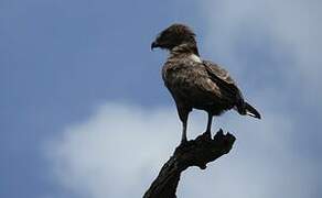 Brown Snake Eagle