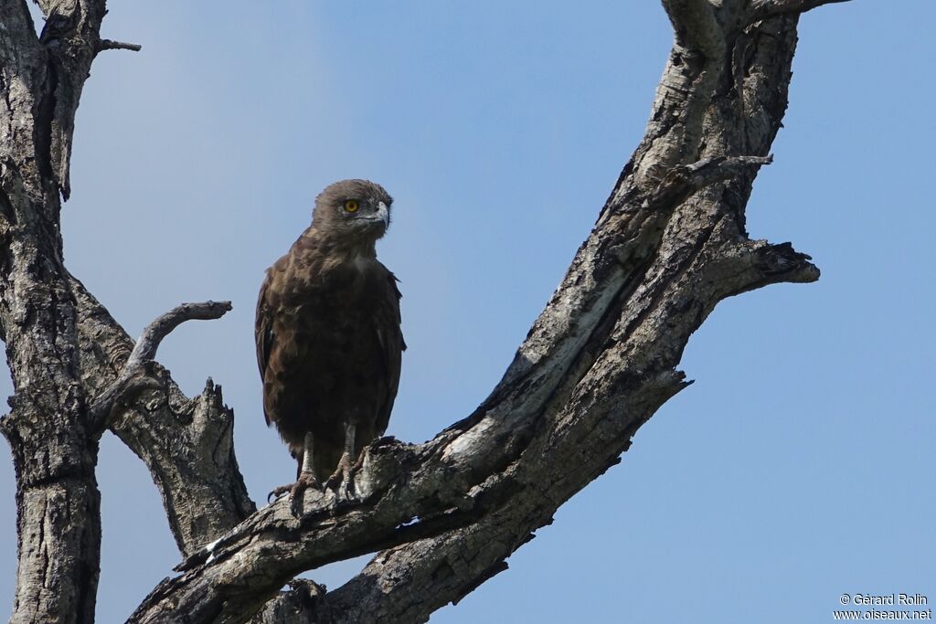 Brown Snake Eagle