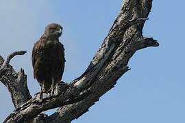 Brown Snake Eagle