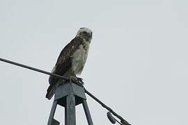 Short-toed Snake Eagle