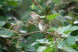 Chubb's Cisticola