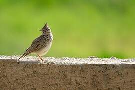 Thekla's Lark