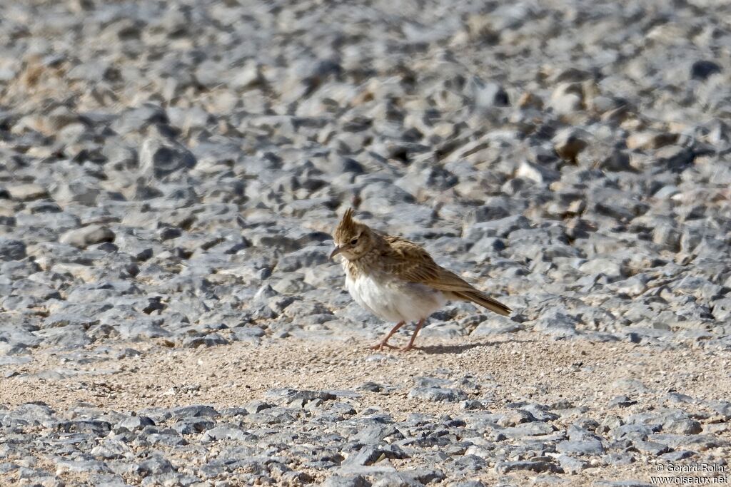 Cochevis huppé