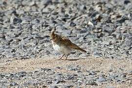 Crested Lark